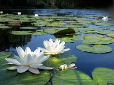 two white water lilies floating on top of a pond filled with lily pad flowers