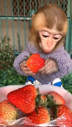 a monkey is holding strawberries in its hands