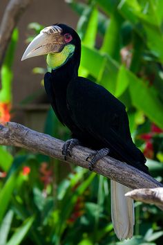 a black bird sitting on top of a tree branch