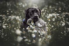 a black dog holding a stuffed animal in a field of daisies