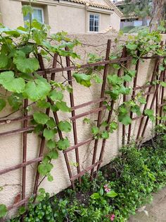 vines growing on the side of a building next to a sidewalk and fence with a house in the background