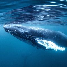 a humpback whale swims under the water's surface in blue waters