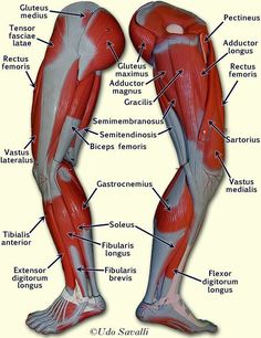 an image of the muscles and their major functions in a human body, with labels on each side