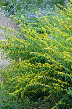 yellow and purple flowers are growing in the garden