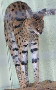 a cat standing on top of a wooden table next to a white wall and window