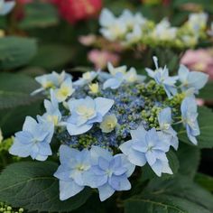 blue flowers are blooming in the garden