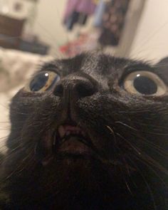 a black cat looking up at the camera