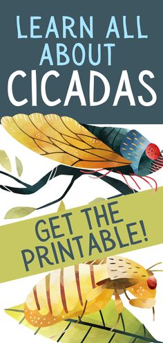 a poster with the words learn all about cicadas get the printables