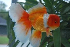 an orange and white fish sitting on top of a plant