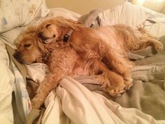 two dogs laying on top of a bed next to each other, one is brown and the other is tan