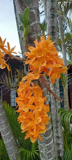 orange flowers growing on the side of a tree in front of some palm trees and buildings