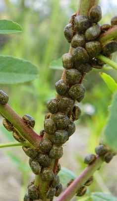 close up of the buds on a plant