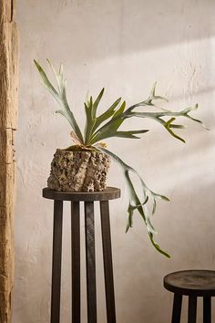 a potted plant sitting on top of a wooden stand next to a stool and table