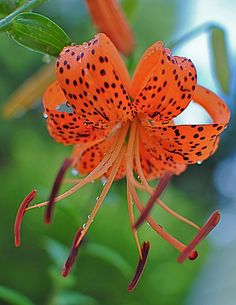 an orange flower with black spots on it