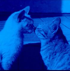 two cats sitting next to each other on the floor in front of a blue light