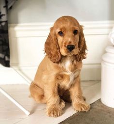 a small brown dog sitting on top of a white tile floor next to a door