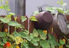 a pot is sitting on top of a wooden fence surrounded by plants and flowers in the foreground