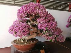 a bonsai tree with purple flowers in a pot