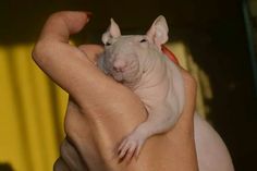 a person holding a small white rat in their arm and it's head up to the camera