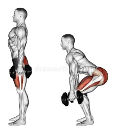 an image of a man doing squats with dumbbells on both sides and the upper half of his body