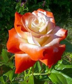 an orange and white rose is blooming in the garden with green leaves around it