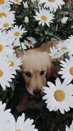 a puppy is hiding in the middle of some daisies with his head peeking out