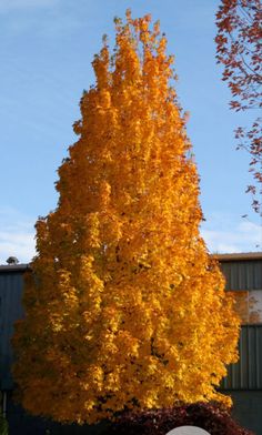 an orange tree with yellow leaves in front of a building