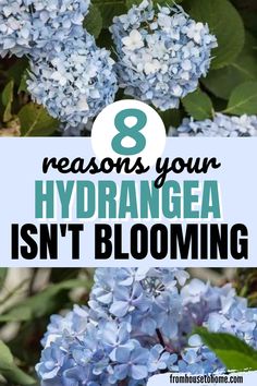 blue flowers with the words 8 reason your hydrangea isn't blooming