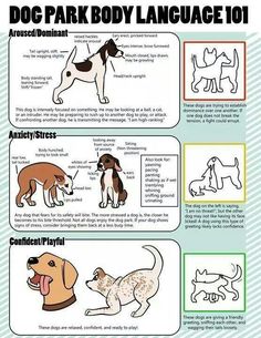 an info sheet with instructions on how to teach dogs