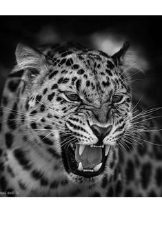 a black and white photo of a leopard with it's mouth open showing teeth