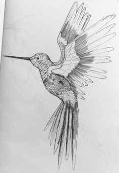 a pencil drawing of a hummingbird in flight