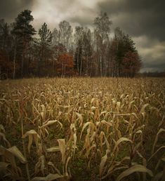 a corn field with trees in the background and clouds in the sky over it on a gloomy day