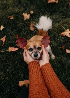 a person holding a small dog with leaves on it's head in the grass