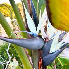 an image of a plant that is growing in the garden with it's leaves