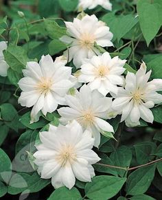 white flowers with green leaves in the background