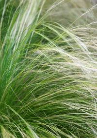 some very pretty green and white plants in the grass