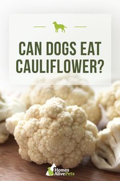 cauliflower with the words can dogs eat cauliflower?