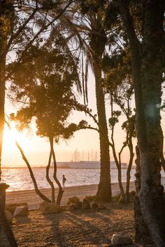 the sun is setting behind some trees on the beach with sailboats in the distance