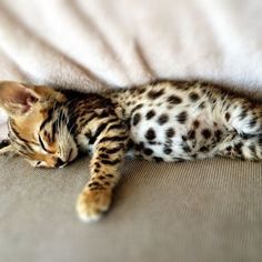 a cat is sleeping on the couch with it's head resting on its paws