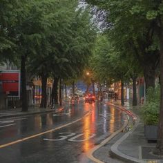 a wet street with trees and cars on it