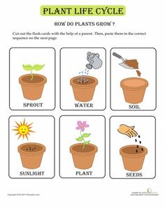 the plant life cycle worksheet for kids to learn how to grow plants in pots