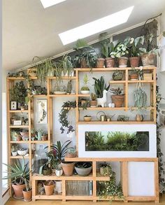 a room filled with lots of potted plants on top of wooden shelving units