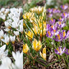 three different pictures of flowers in the grass and on the ground, one with yellow and white petals