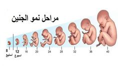 مراحل تطور الحمل بالتفصيل Olivia Baker, Mind Map Design, I 8, Human Development, Pregnancy Week By Week, Mind Map, Map Design, Evolution, Blog Posts