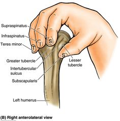 an image of the structure of a long bone