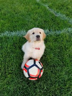 a dog is sitting on the grass with a soccer ball in its mouth and looking at the camera