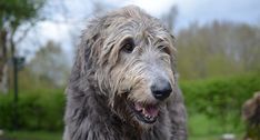 a shaggy haired dog standing in the grass