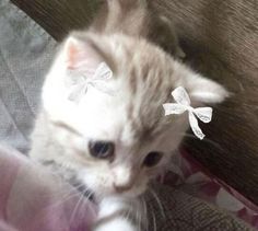 a small kitten with white bows on its head