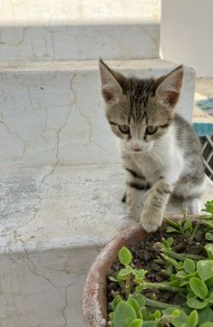 a small kitten sitting on top of a potted plant next to some concrete steps