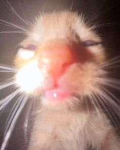 a close up of a cat with its mouth open and light shining on it's face